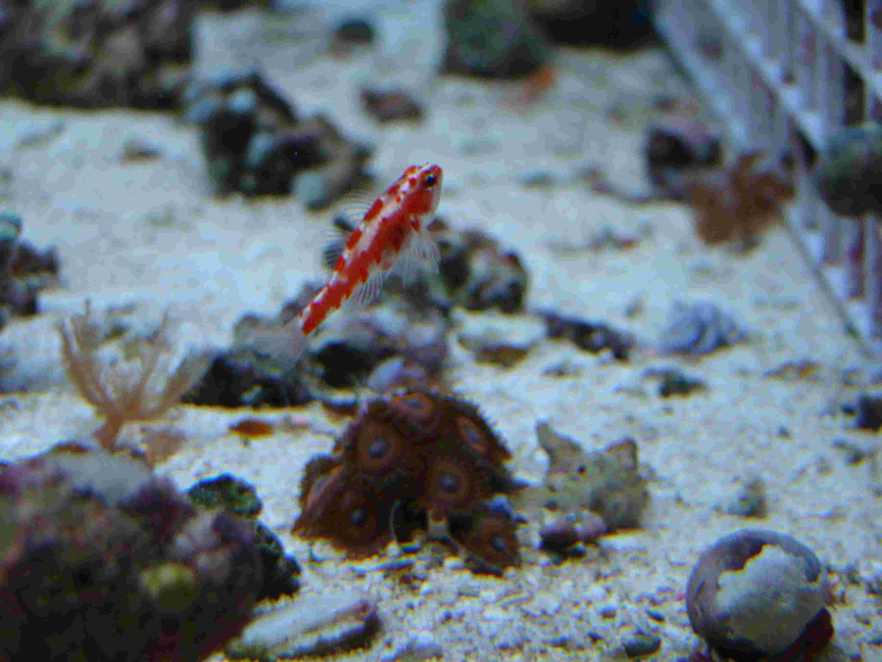  Trimma rubromaculatus (Red Jewel Goby, Red Spotted Dwarf Goby)